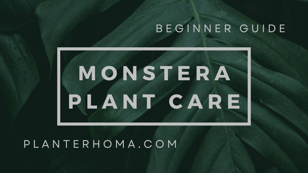 Monstera Plant Care for Beginners: How to Keep Your Plant Healthy   planterhoma