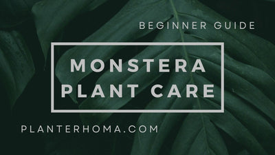 Monstera Plant Care for Beginners: How to Keep Your Plant Healthy
