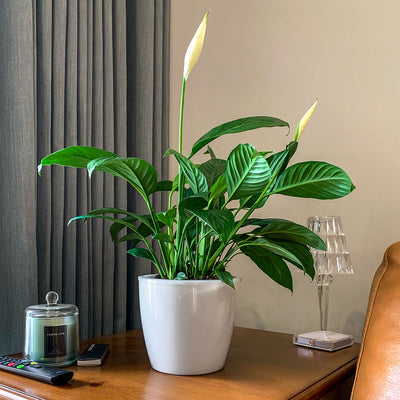 How to Care Peace Lilies - 5 Things You Need to Know