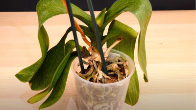 Why is My Orchid Dying? Beginners Guide