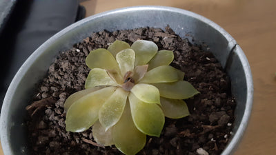 Why is My Succulent Dying? Common Causes and Solutions
