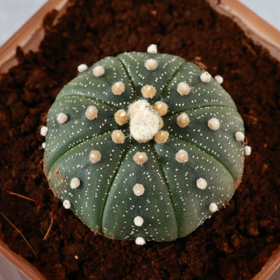 5 CM Astrophytum Rare Garden Cactus Live Succulents Plants for Garden & Bonsai planterhoma