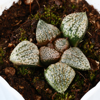 5 CM Haworthia Pygmaea Cactus Live succulents Plants for Garden & Bonsai planterhoma