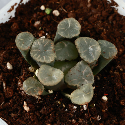 5 CM Haworthia Maughanii Cactus Live Succulents Plants for Garden & Bonsai planterhoma