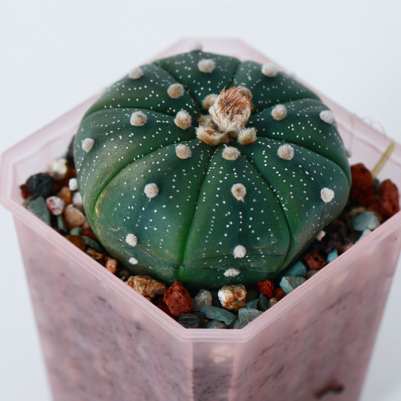 5 CM Astrophytum Rare Garden Cactus Live Succulents Plants for Garden & Bonsai planterhoma