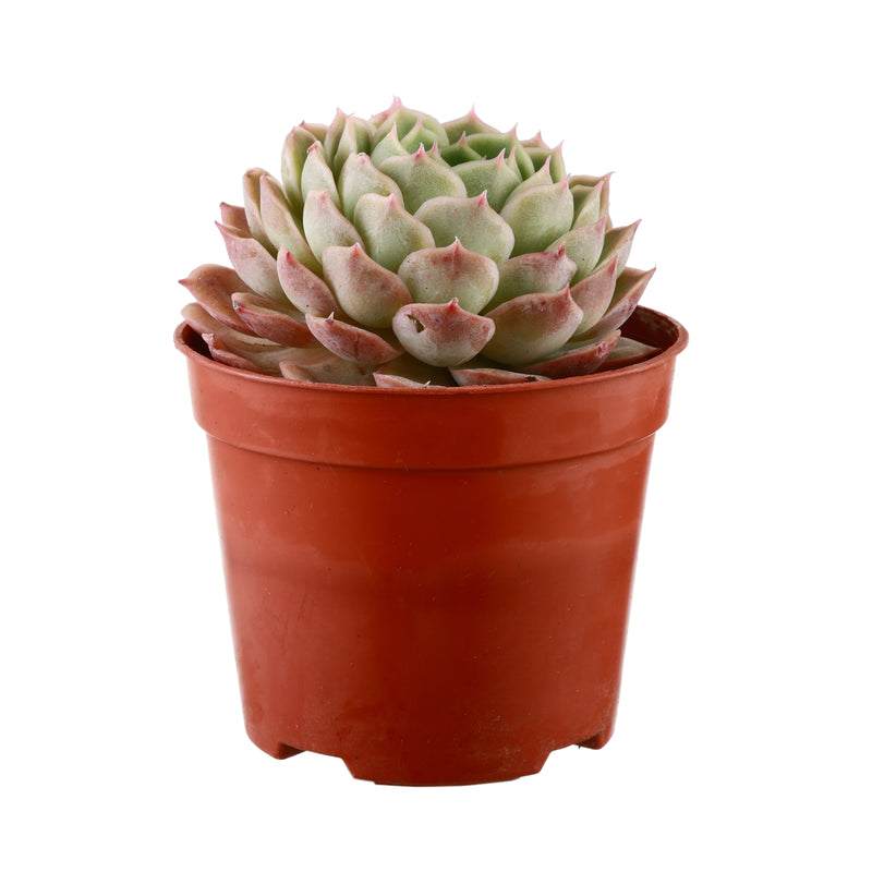 echeveria air plant Buy Onslow Succulent