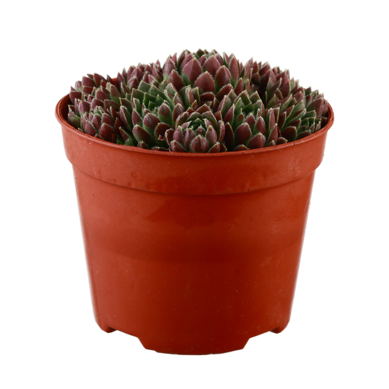 plant red ball from succulent Jovibarba 'Watermelon Ball' Succulent