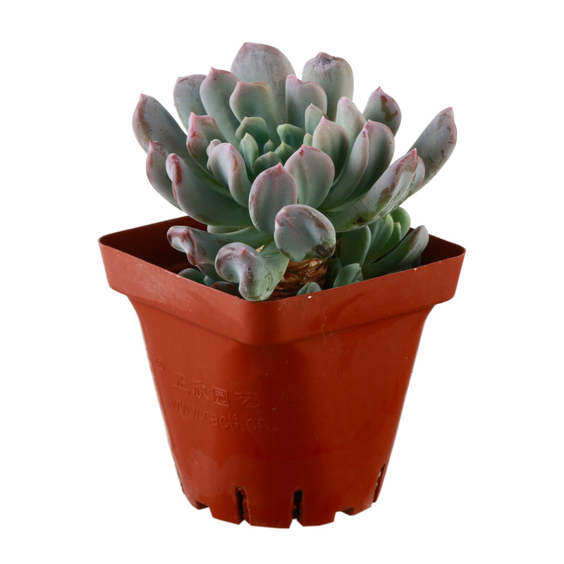 irish succulent Irish Mint Succulent for Sale