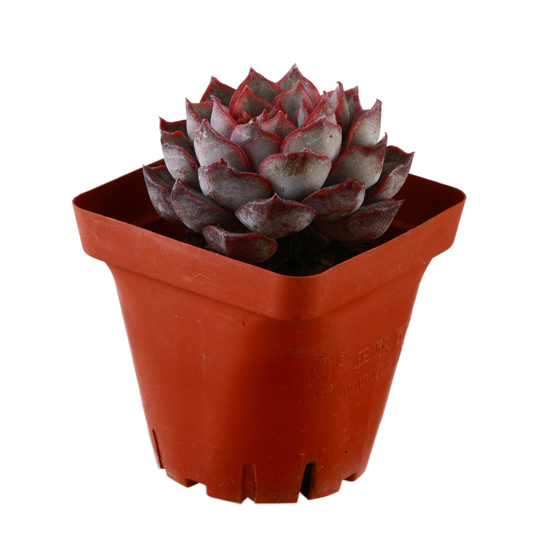 dark ice succulent Live Succulent Dark Ice – planterhoma