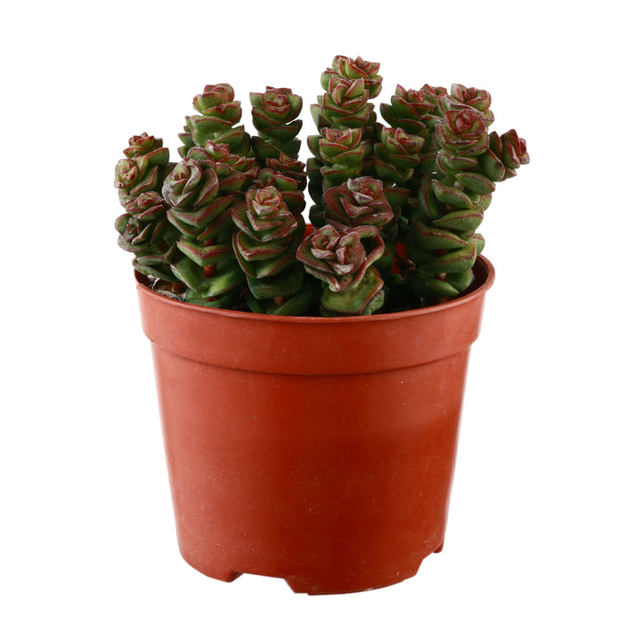 Crassula Baby Necklace Succulent