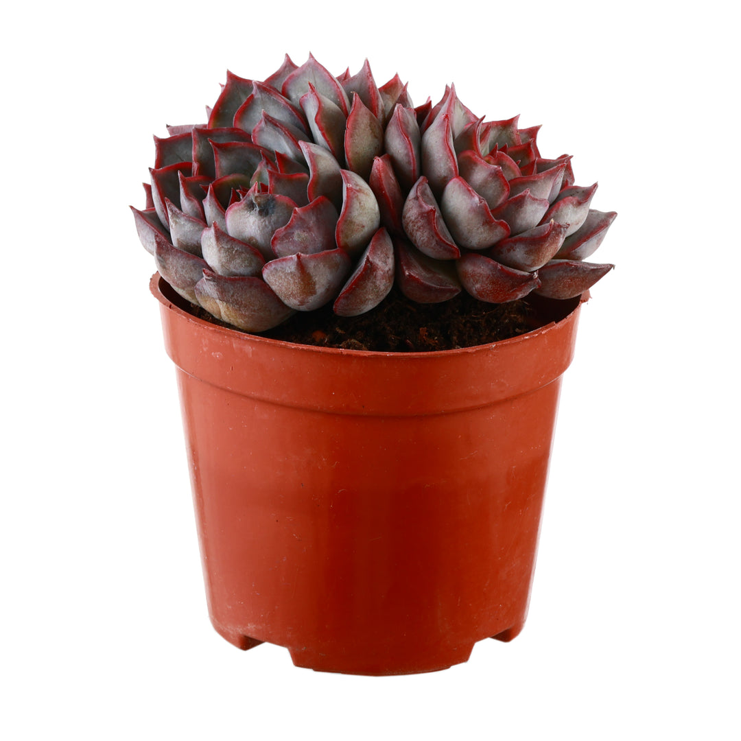 dark red succulent plant Stunning 4" Multi-Head Dark Ice Succulent