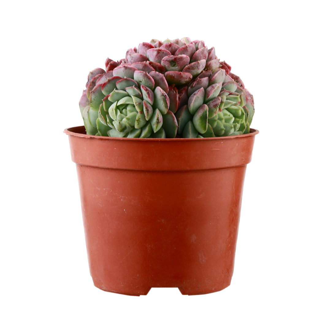 echeveria red succulent care indoor Echeveria 'Red Hole' Multi-head