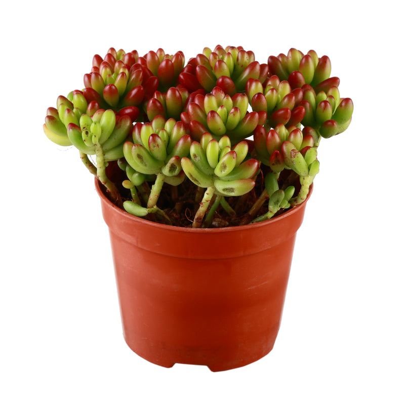 rainbow jade plant Rainbow Jade Sedum Rubrotinctum