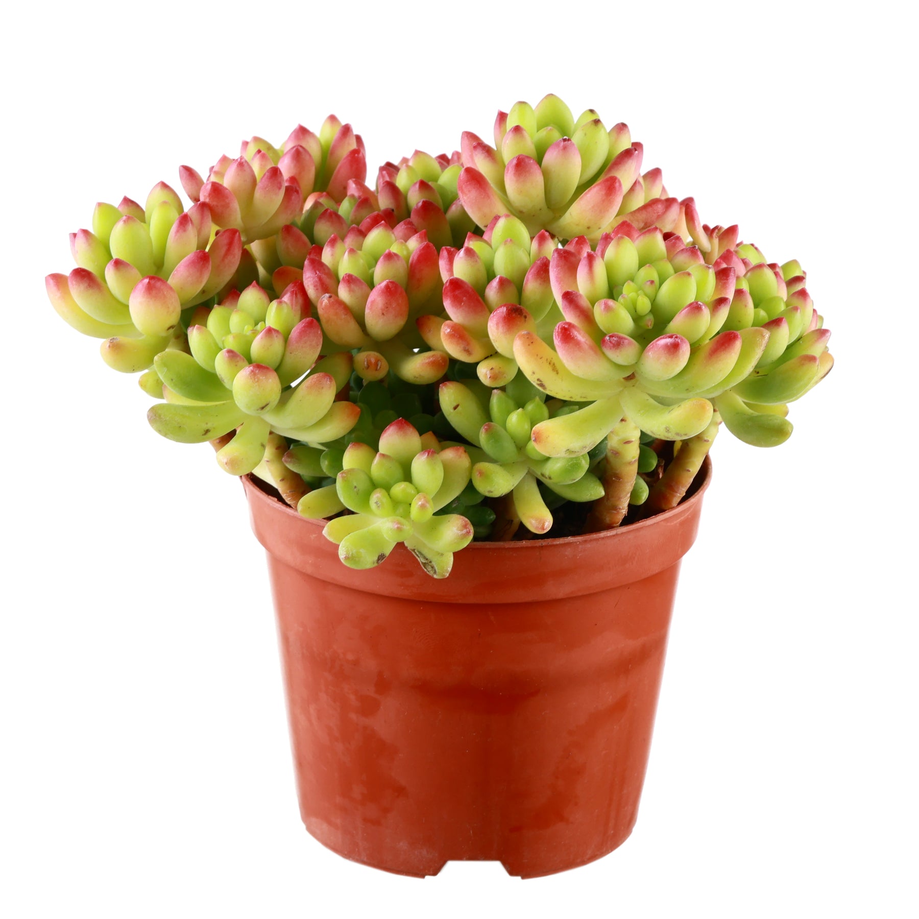 alice in wonderland succulent Buy Spring Charm Alice Evans Succulent