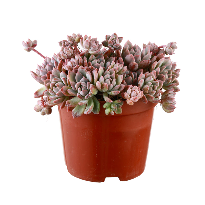 red vine succulent Prolifica Blush Vine Succulent