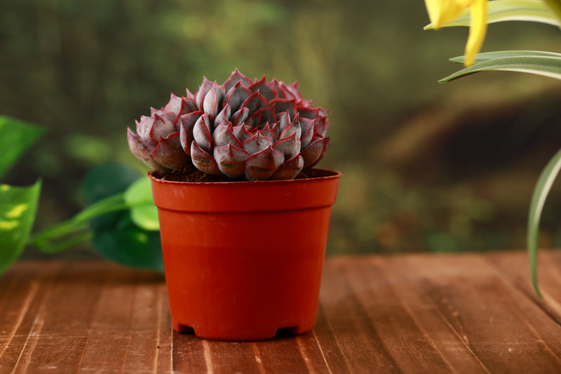 dark ice succulent Stunning 4" Multi-Head Dark Ice Succulent