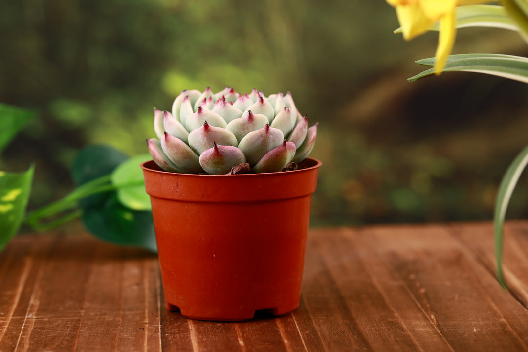 lotus shaped succulent Echeveria Chihuahuaensis Succulent for Sale