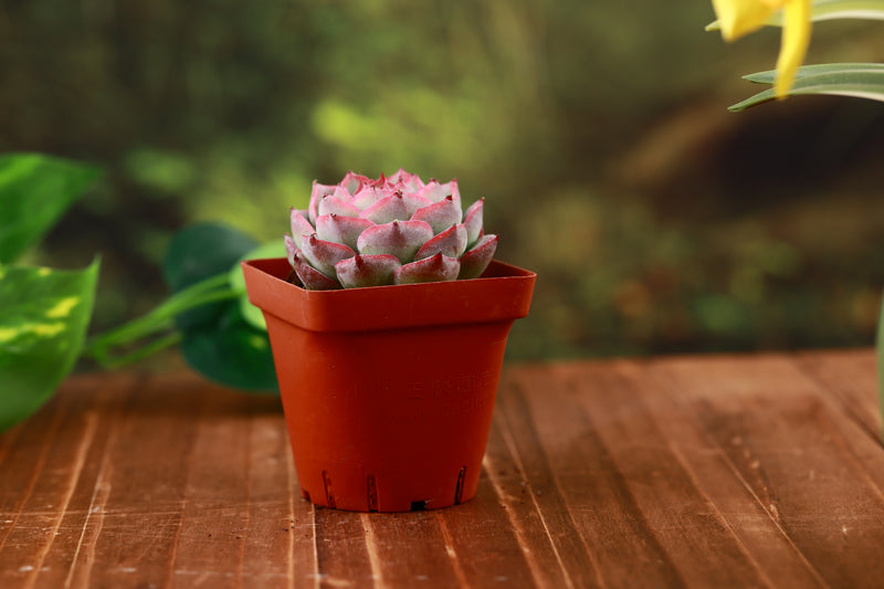 Live Succulent Echeveria Silhouette planterhoma