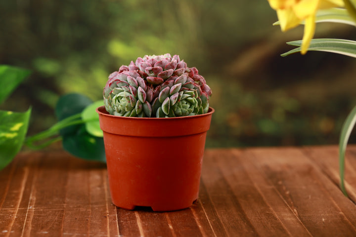 succulent rustle Echeveria 'Red Hole' Multi-head