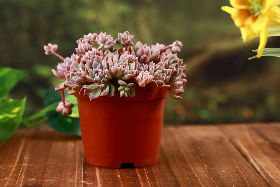 succulent with peach flowers Prolifica Blush Vine Succulent