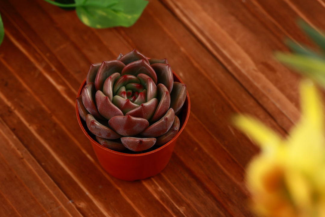 champagne succulent Champagne Succulent for Sale
