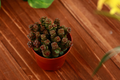 Live Succulent Crassula Baby Necklace planterhoma
