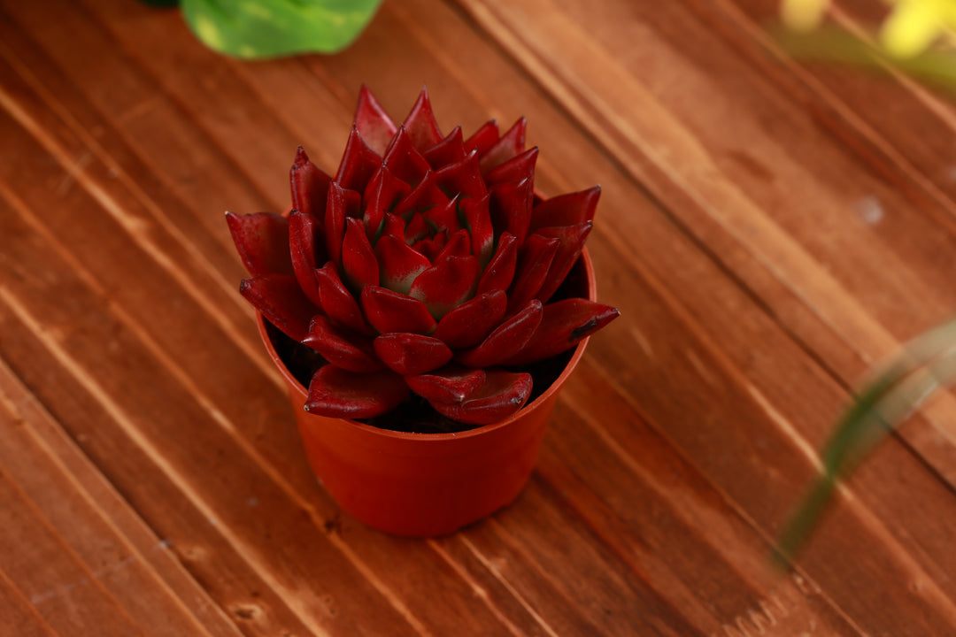 red licorice succulent Blood Red Echeveria Agavoides