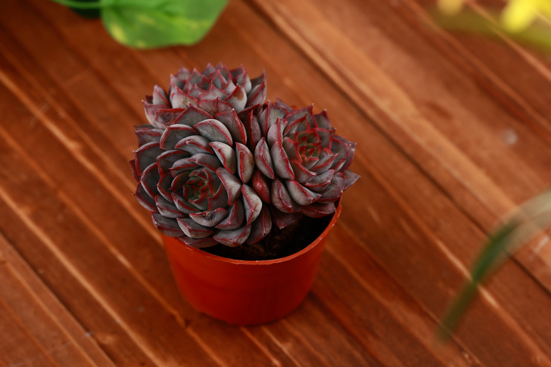 dark ice succulent Stunning 4" Multi-Head Dark Ice Succulent