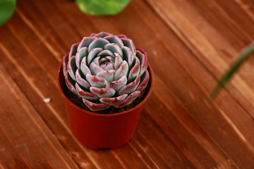 blue red succulents Echeveria 'Ratam' Succulent for Sale - Beautify Your Home