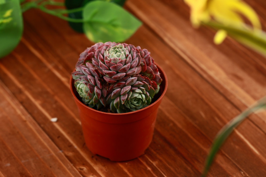 red hole succulent Echeveria 'Red Hole' Multi-head