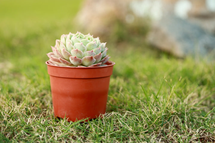 onslow succulent Buy Onslow Succulent