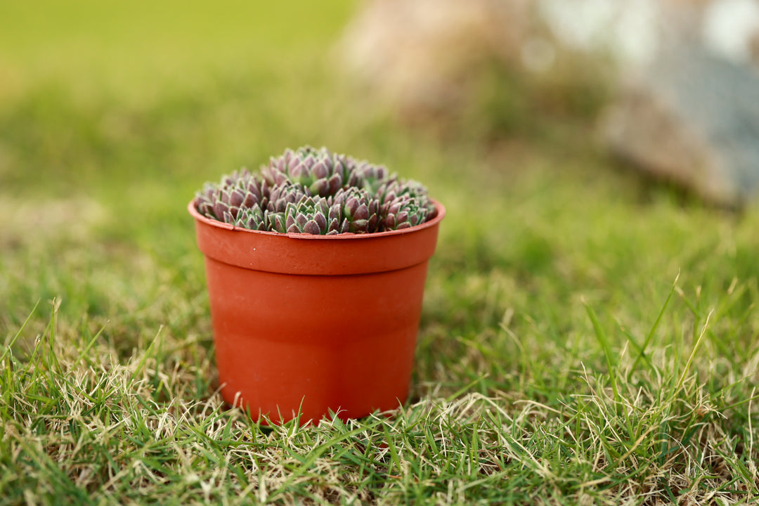 jovibarba succulent Jovibarba 'Watermelon Ball' Succulent
