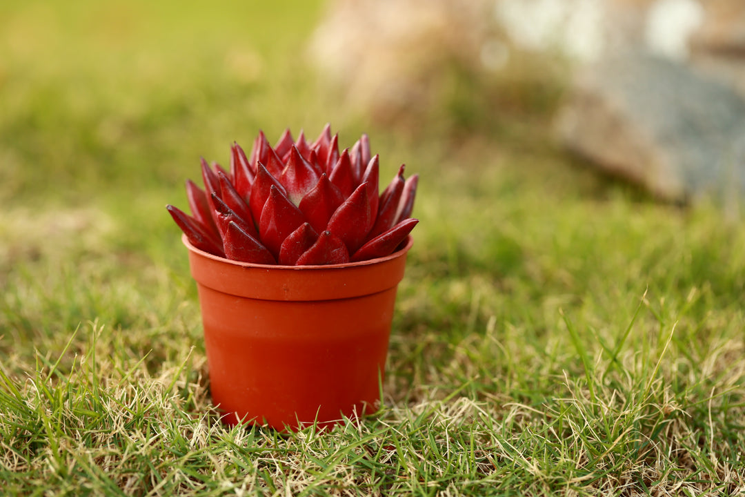 red licorice succulent Blood Red Echeveria Agavoides