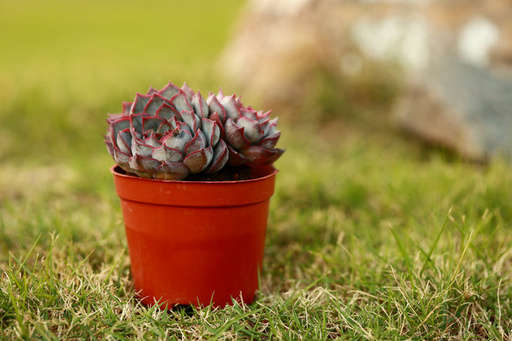 cotyledon burgundy ice succulent Stunning 4" Multi-Head Dark Ice Succulent