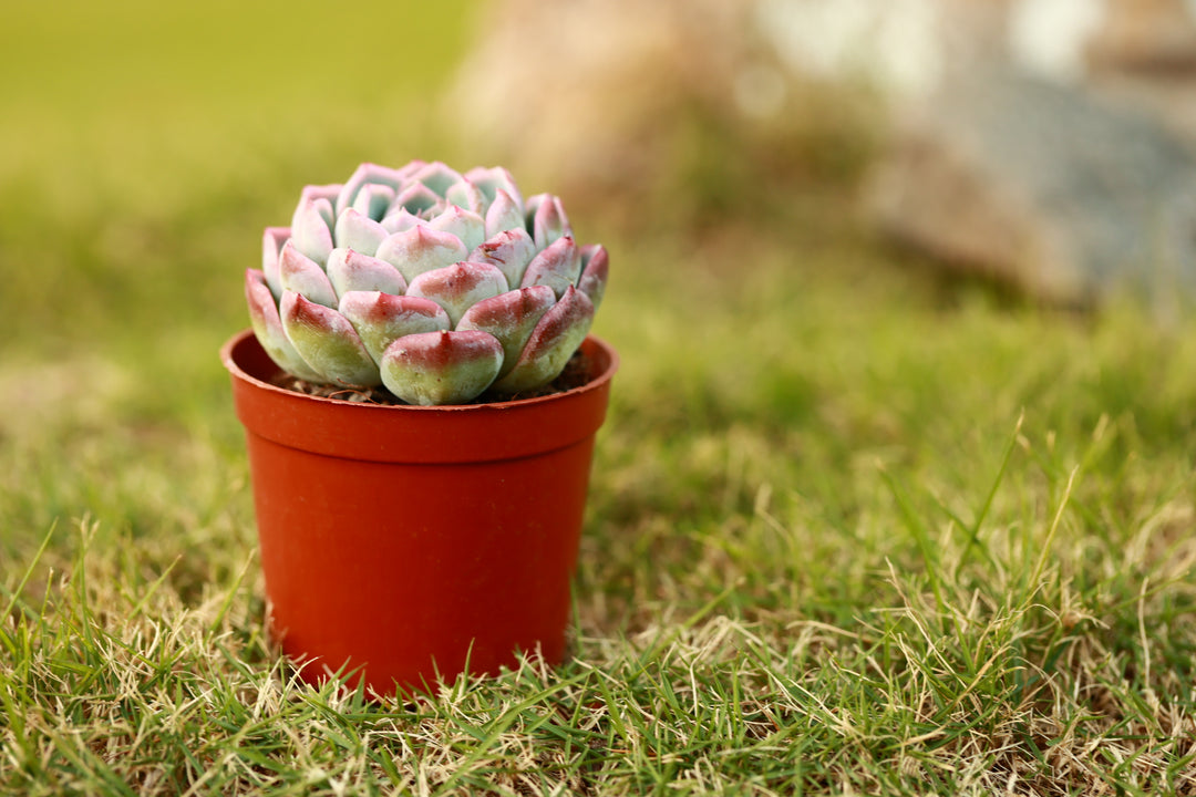 echeveria succulent benefits Echeveria 'Caribbean Blue' - Tropical Elegance in a Succulent