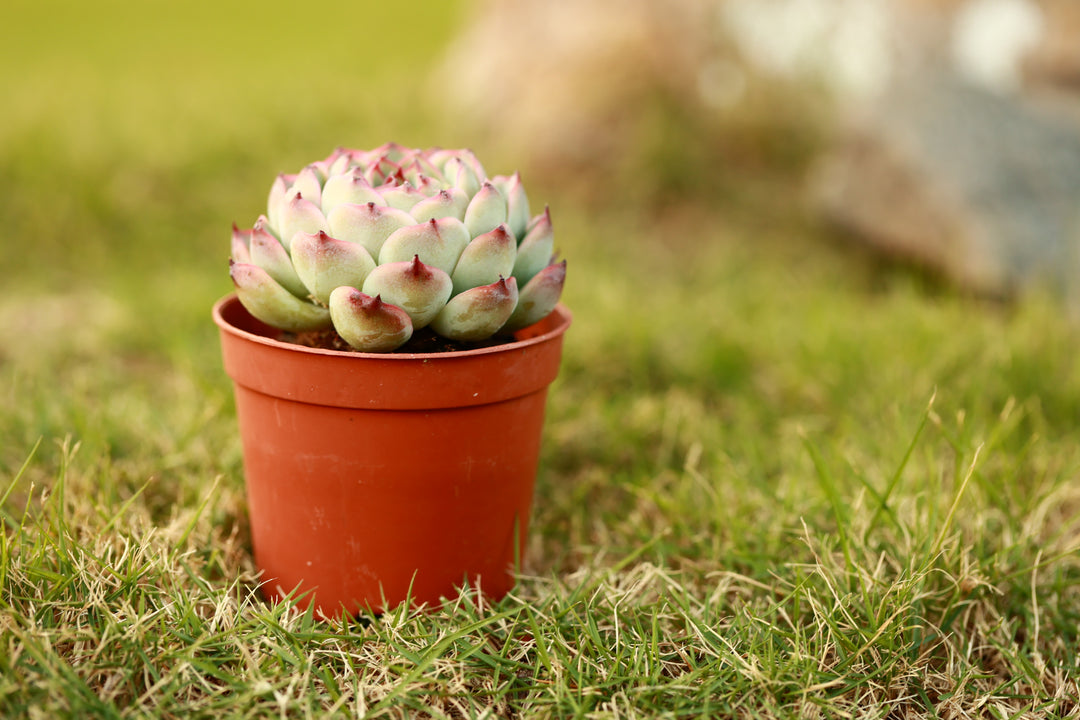 echeveria succulents cats Echeveria Chihuahuaensis Succulent for Sale