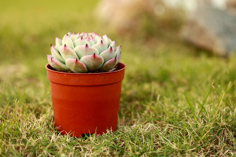 Live Succulent Graptoveria Debbie planterhoma