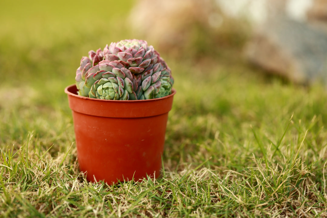 red hole succulent Echeveria 'Red Hole' Multi-head