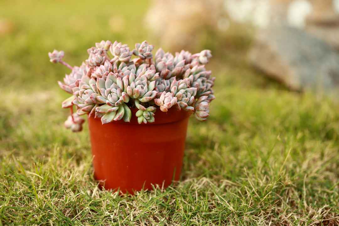 succulent with pink and white flowers Prolifica Blush Vine Succulent