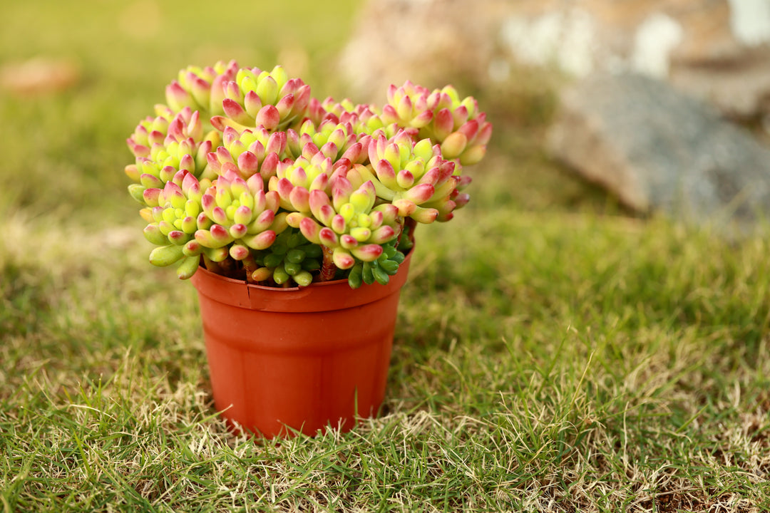 alice in wonderland succulent Buy Spring Charm Alice Evans Succulent