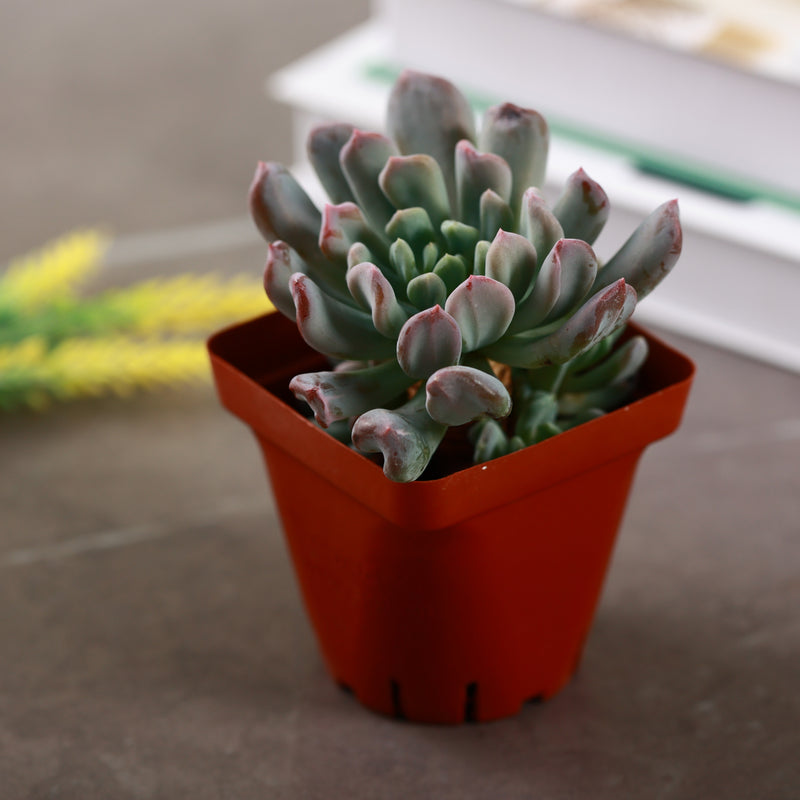 irish succulent Irish Mint Succulent for Sale