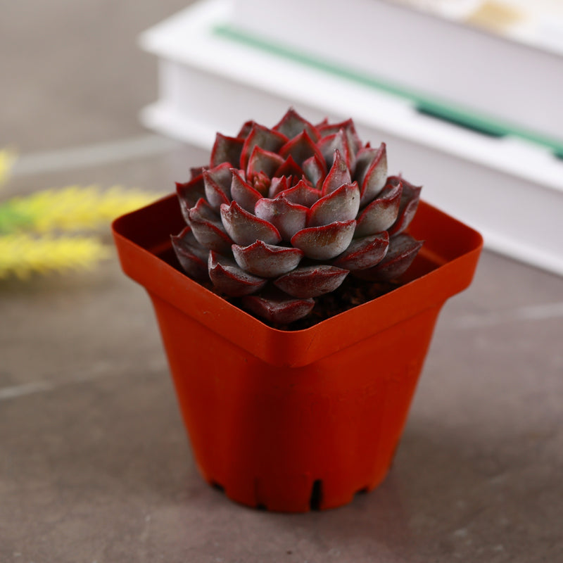 dark ice succulent Live Succulent Dark Ice – planterhoma
