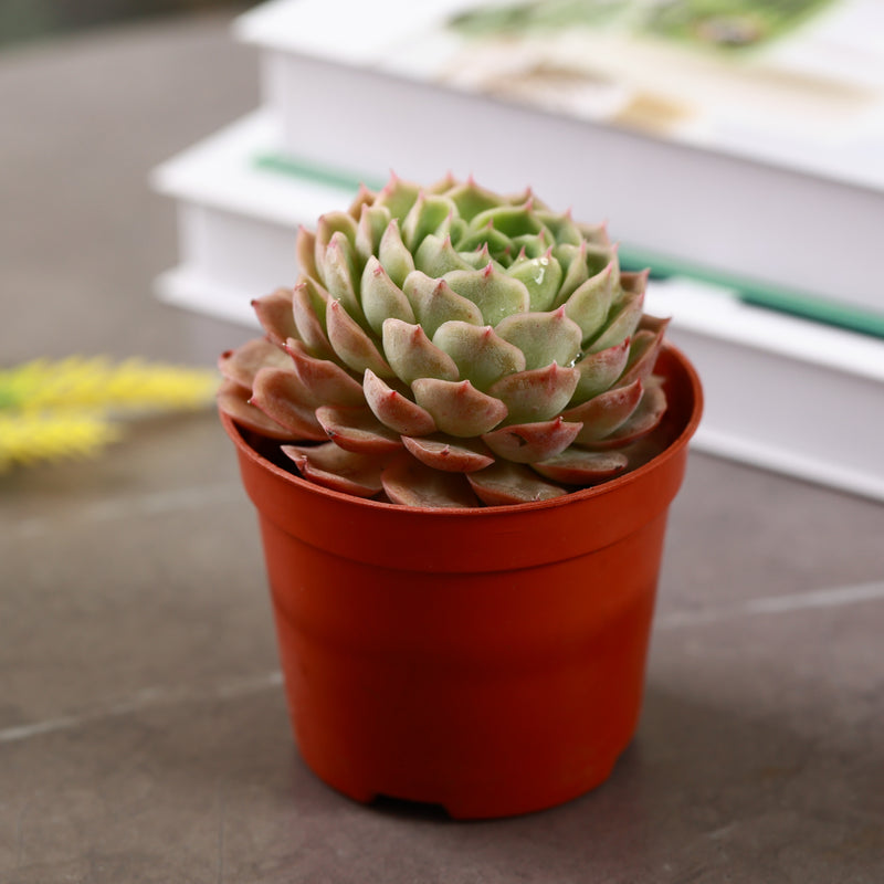 onslow succulent Buy Onslow Succulent