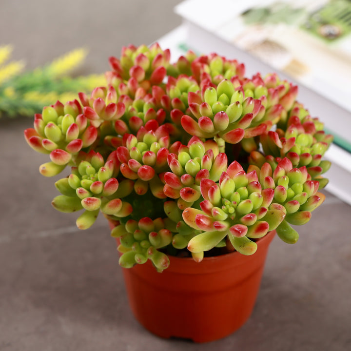 alice in wonderland succulent Buy Spring Charm Alice Evans Succulent
