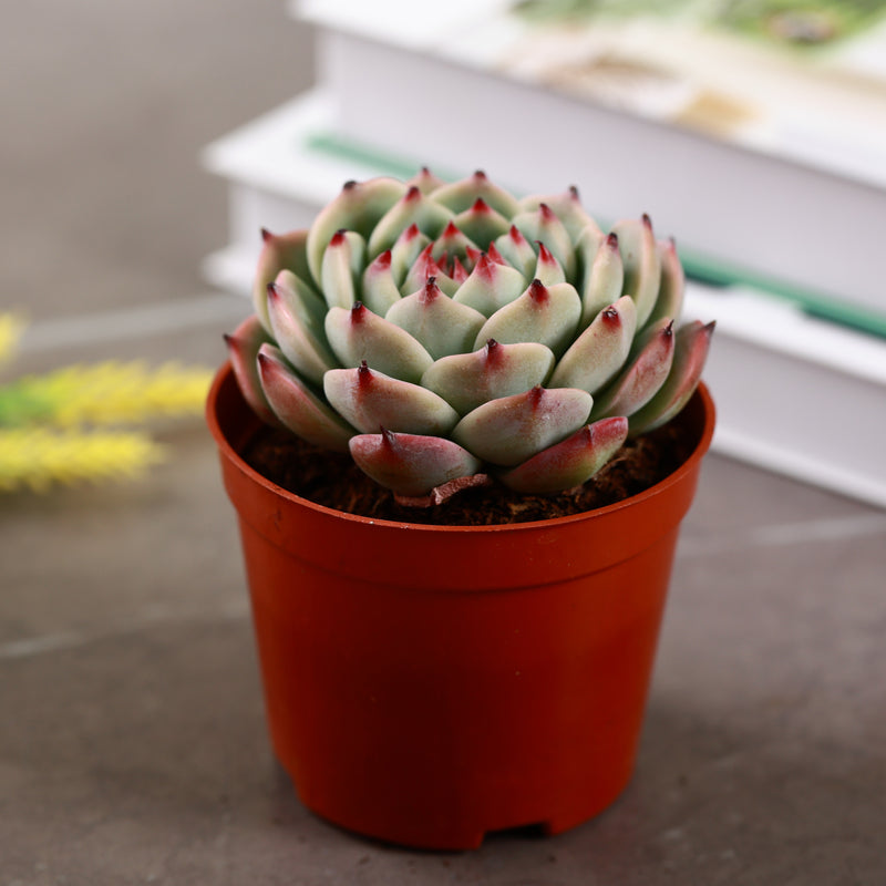 cat's claw succulent Echeveria Chihuahuaensis Succulent for Sale