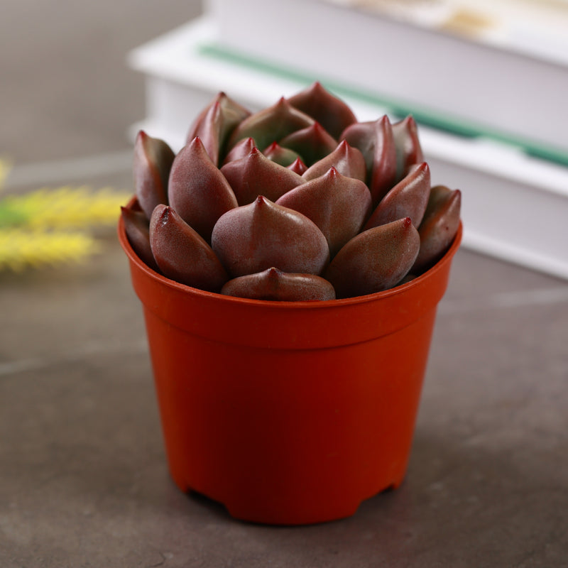 champagne succulent Champagne Succulent for Sale