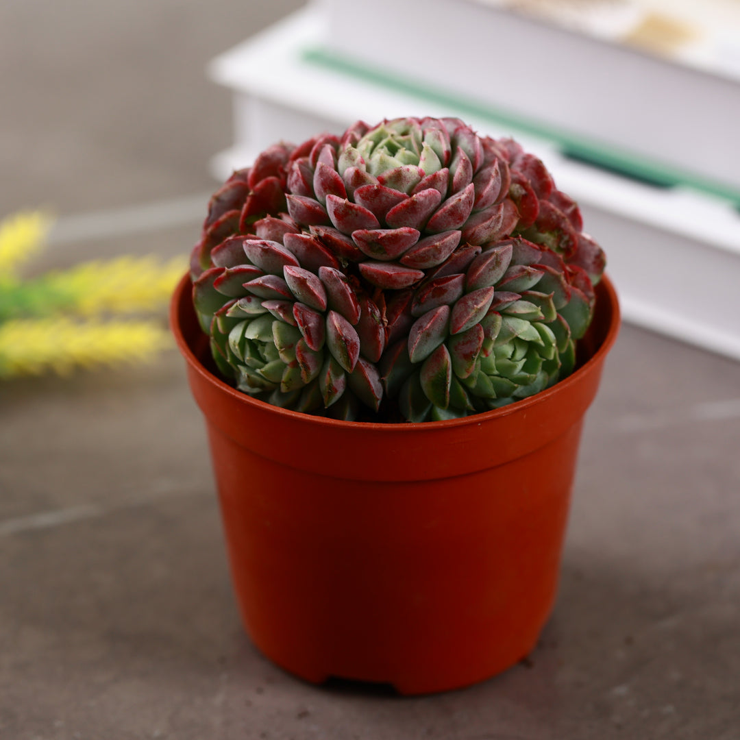 Echeveria 'Red Hole' Multi-head - A Jewel-Toned Succulent Masterpiece   planterhoma