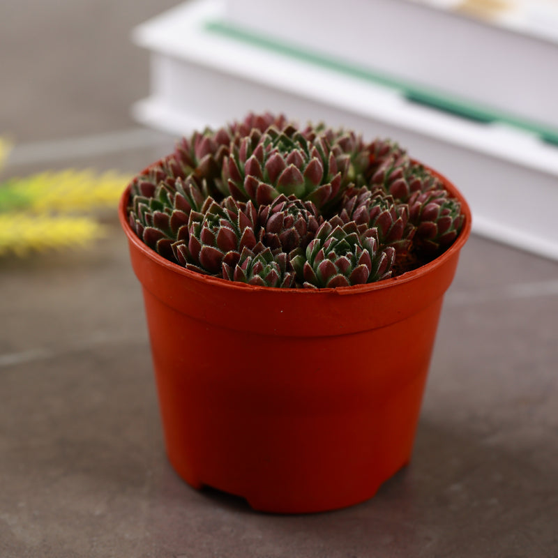 jovibarba succulent Jovibarba 'Watermelon Ball' Succulent
