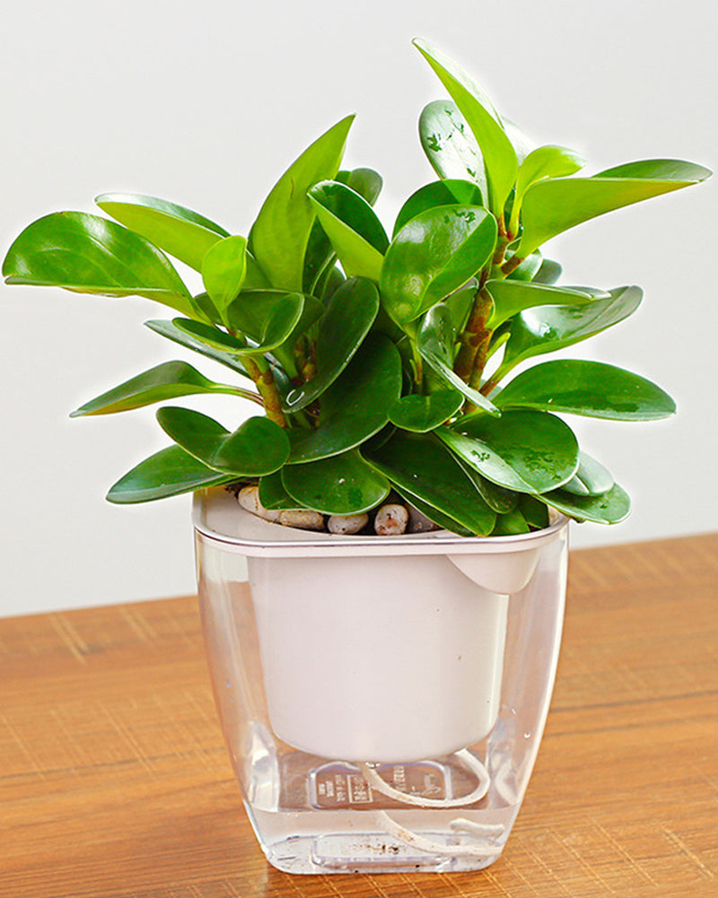 large clear pots for plants 3-Pack Large Self Watering Planters 7 Inches Plastic Planter for Indoo – planterhoma