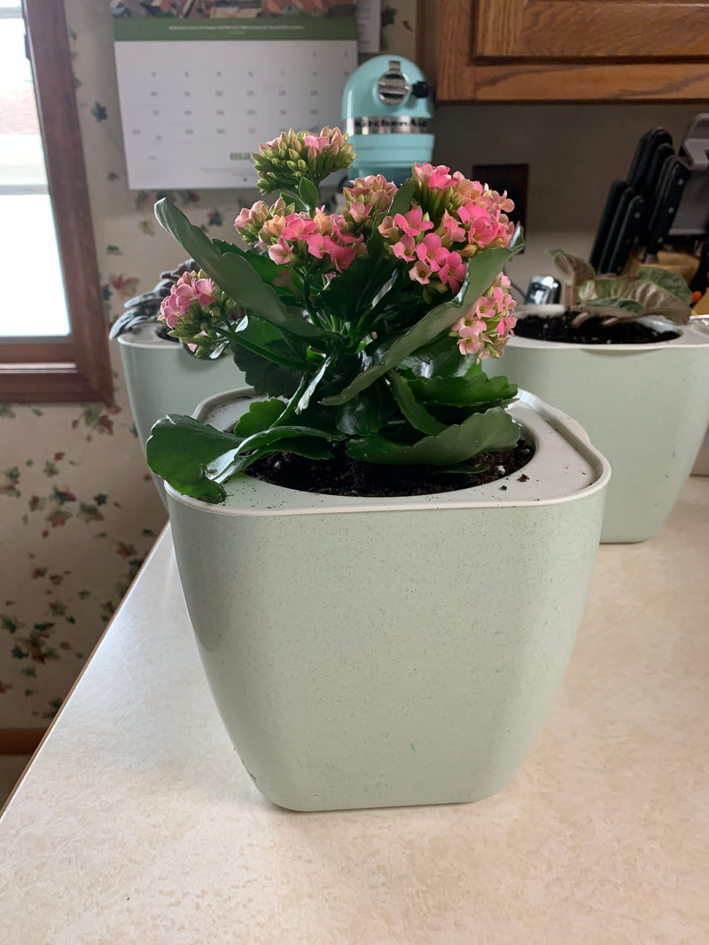 self watering planters for large plants 3-Pack Large Self Watering Planters 7 Inches Plastic Planter for Indoo – planterhoma